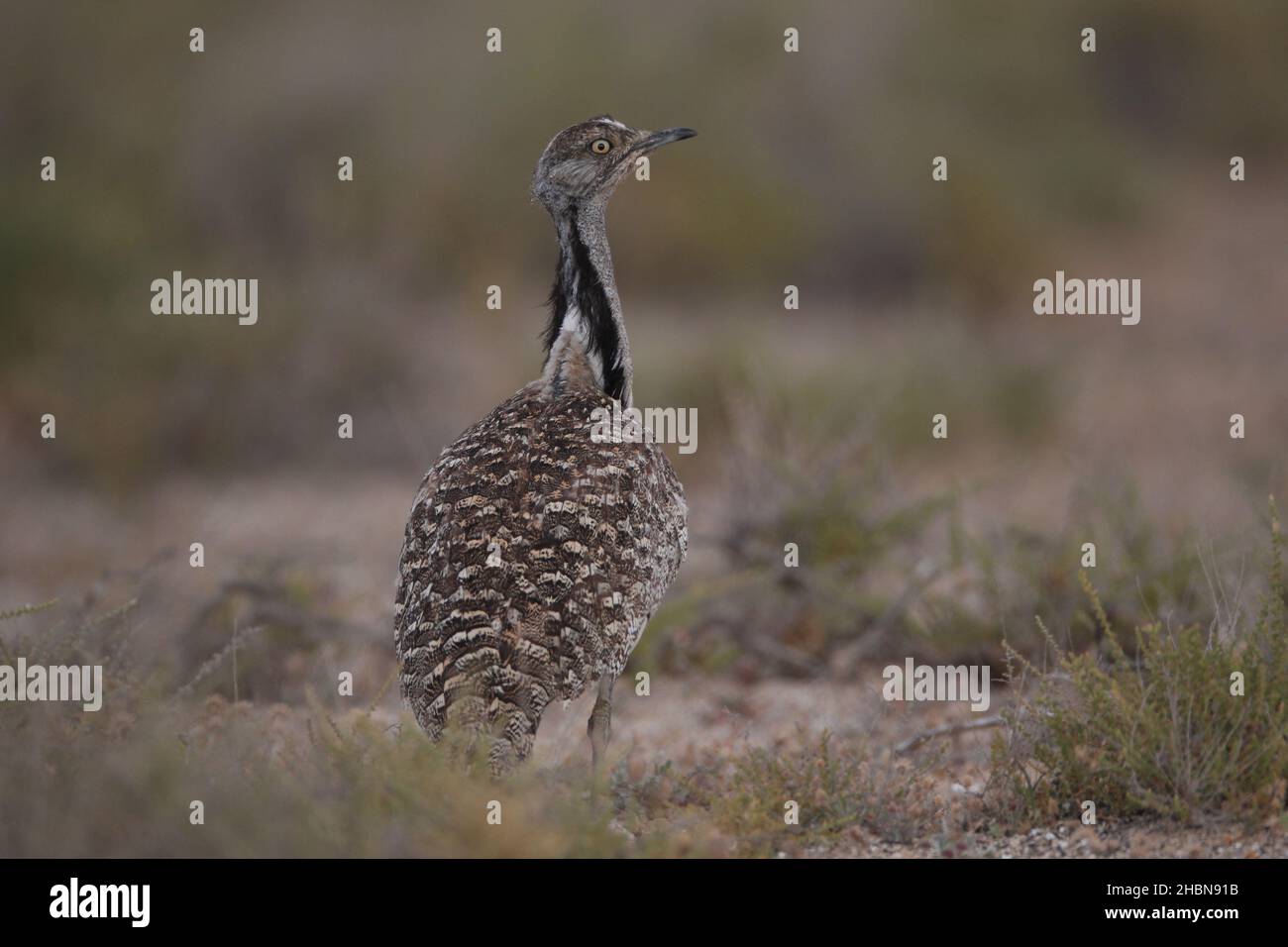 En avril, la saison de reproduction de l'outarde houbara est en déclin sur Lanzarote, bien qu'il y ait encore d'étranges individus qui cherchent à se reproduire. Banque D'Images