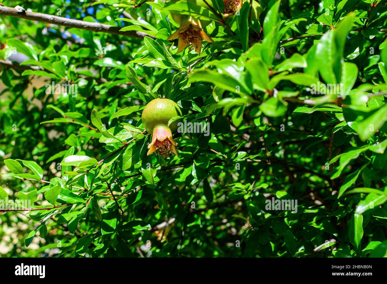 Un petit fruit de grenade cru et des feuilles vertes dans un grand arbre en plein soleil dans un jardin de verger dans un beau jour d'été, belle flor extérieur Banque D'Images