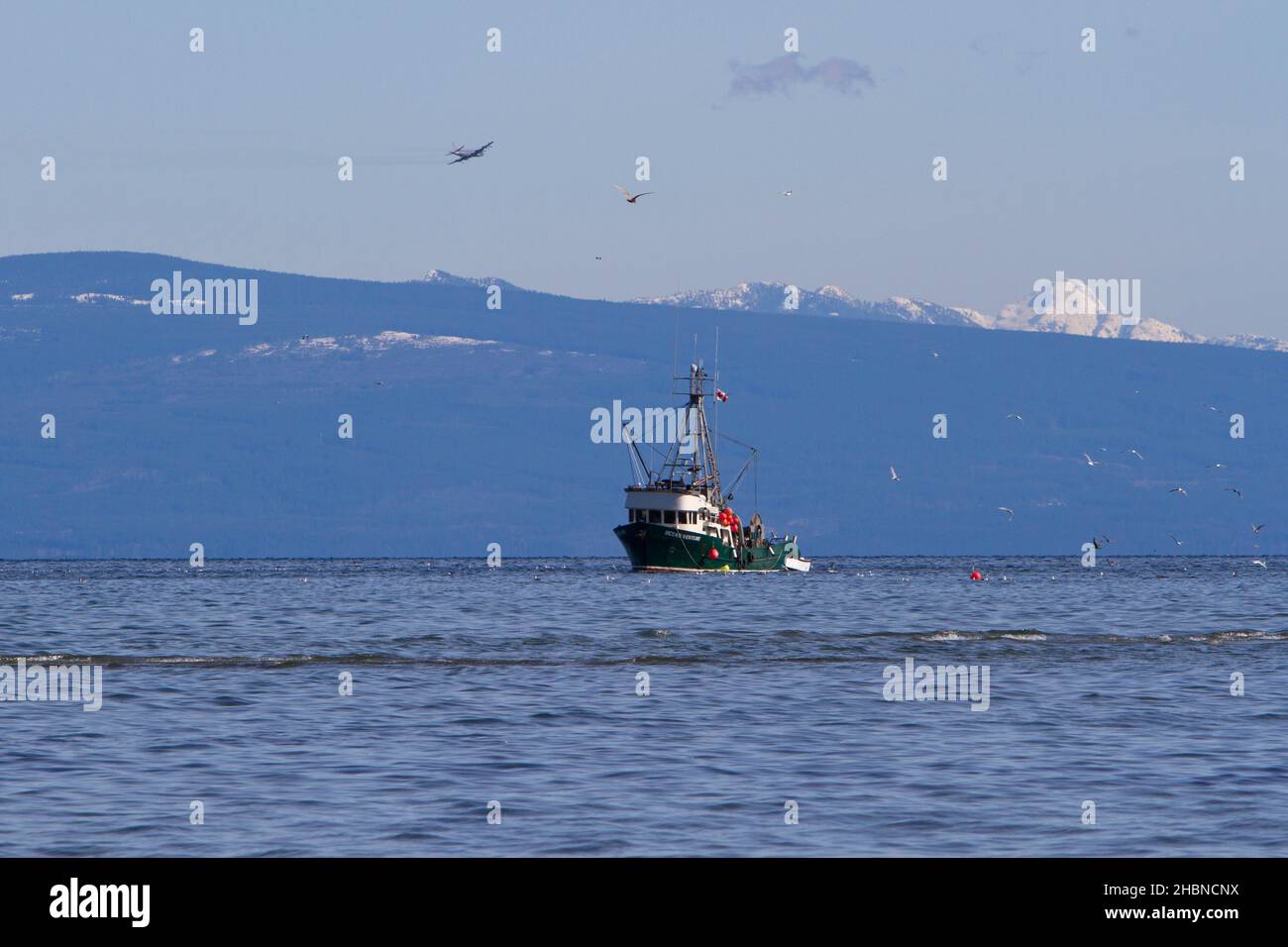 Pêche en bateau pêche du hareng du pacifique dans le détroit de Georgia (mer Salish) au large de la côte de Nanaimo, île de Vancouver, C.-B., Canada en mars Banque D'Images