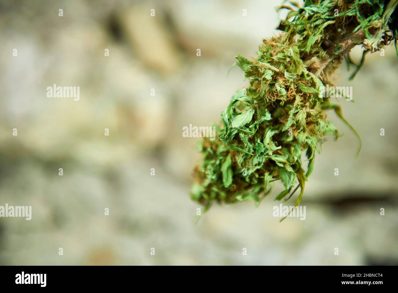 Cannabis sativa, Cannabis sativa forma indica, Cannabis ruderalis Banque D'Images