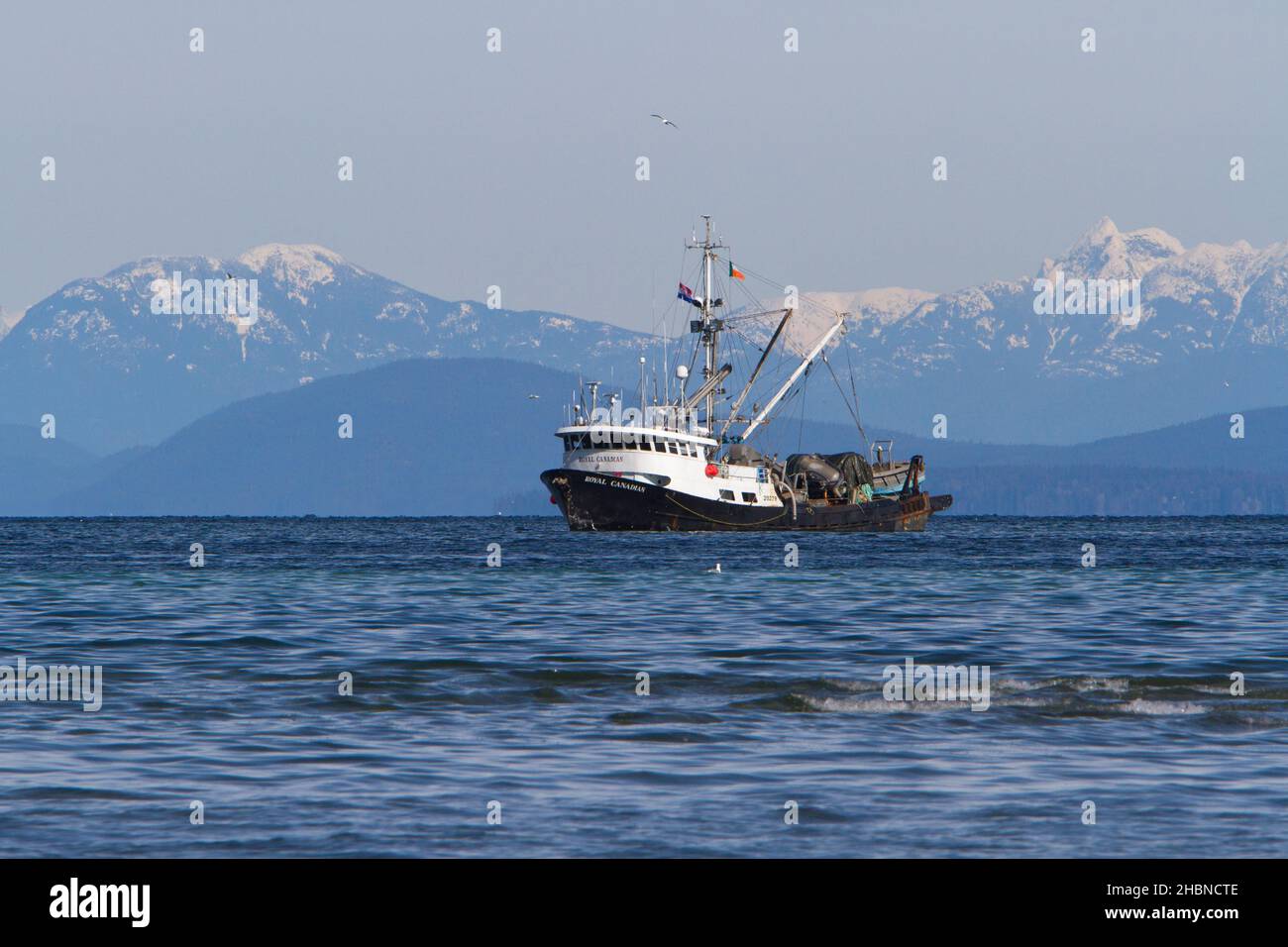 Pêche en bateau pêche du hareng du pacifique dans le détroit de Georgia (mer Salish) au large de la côte de Nanaimo, île de Vancouver, C.-B., Canada en mars Banque D'Images