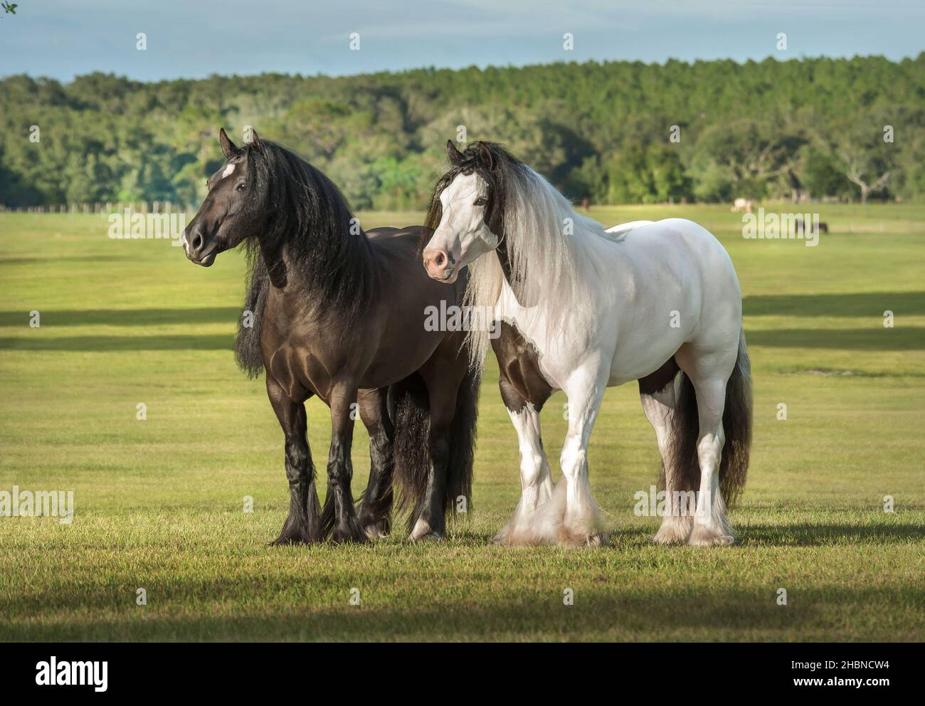 Paire de gypsy Vanner les mares de cheval se tiennent ensemble dans le paddock Banque D'Images