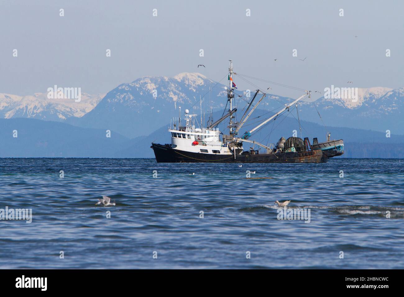 Pêche en bateau pêche du hareng du pacifique dans le détroit de Georgia (mer Salish) au large de la côte de Nanaimo, île de Vancouver, C.-B., Canada en mars Banque D'Images