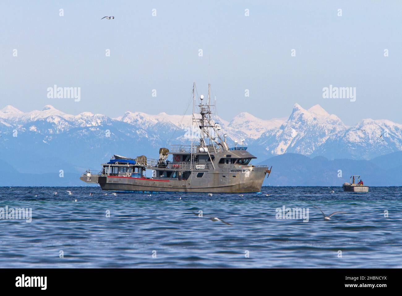 Pêche en bateau pêche du hareng du pacifique dans le détroit de Georgia (mer Salish) au large de la côte de Nanaimo, île de Vancouver, C.-B., Canada en mars Banque D'Images
