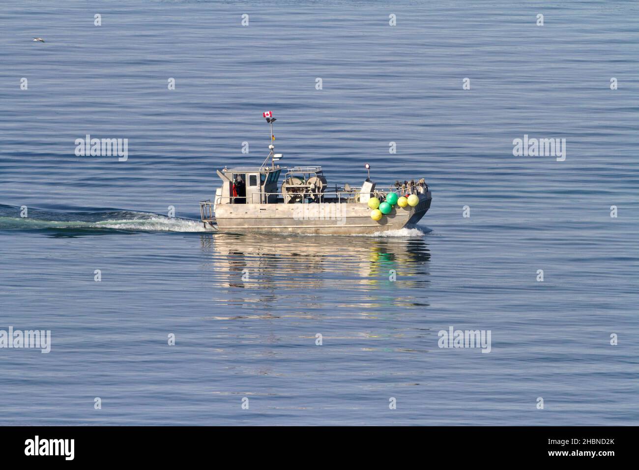 Pêche au hareng du pacifique dans le détroit de Georgia (mer Salish) au large de la côte de Nanaimo, île de Vancouver, C.-B., Canada en mars Banque D'Images