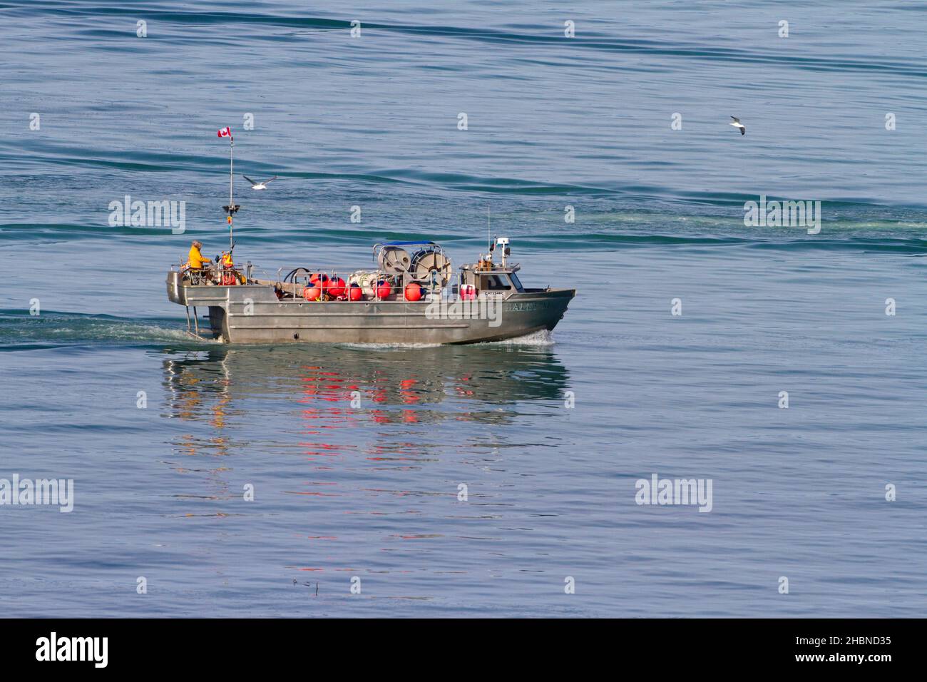 Pêche au hareng du pacifique dans le détroit de Georgia (mer Salish) au large de la côte de Nanaimo, île de Vancouver, C.-B., Canada en mars Banque D'Images