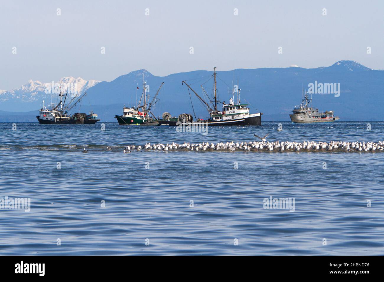 Bateaux de pêche pêchant le hareng du pacifique dans le détroit de Georgia (mer Salish) au large de la côte de Nanaimo, île de Vancouver, C.-B., Canada en mars Banque D'Images