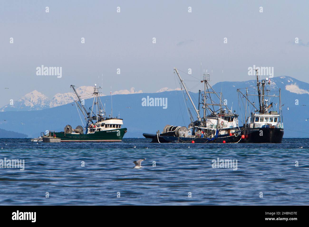 Bateaux de pêche pêchant le hareng du pacifique dans le détroit de Georgia (mer Salish) au large de la côte de Nanaimo, île de Vancouver, C.-B., Canada en mars Banque D'Images