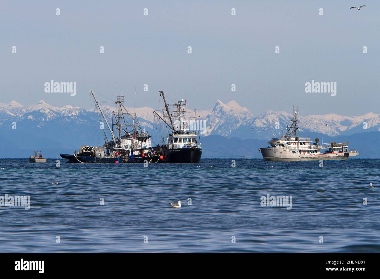 Bateaux de pêche pêchant le hareng du pacifique dans le détroit de Georgia (mer Salish) au large de la côte de Nanaimo, île de Vancouver, C.-B., Canada en mars Banque D'Images