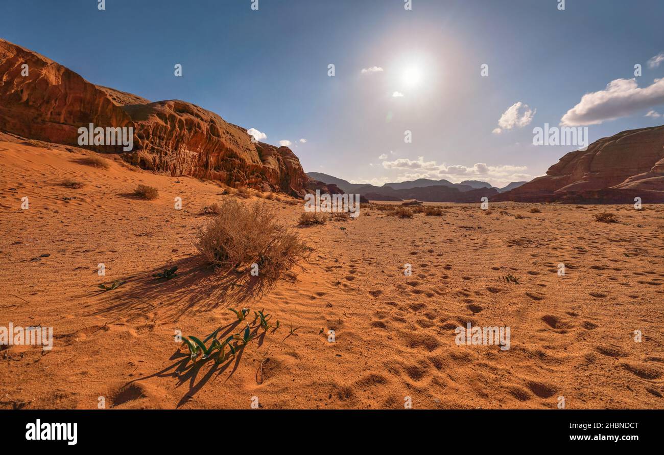 Petite formation de falaise de roche dans le désert de Wadi Rum, soleil brillant brille sur la poussière rouge et les rochers, buissons secs premier plan, ciel bleu au-dessus Banque D'Images