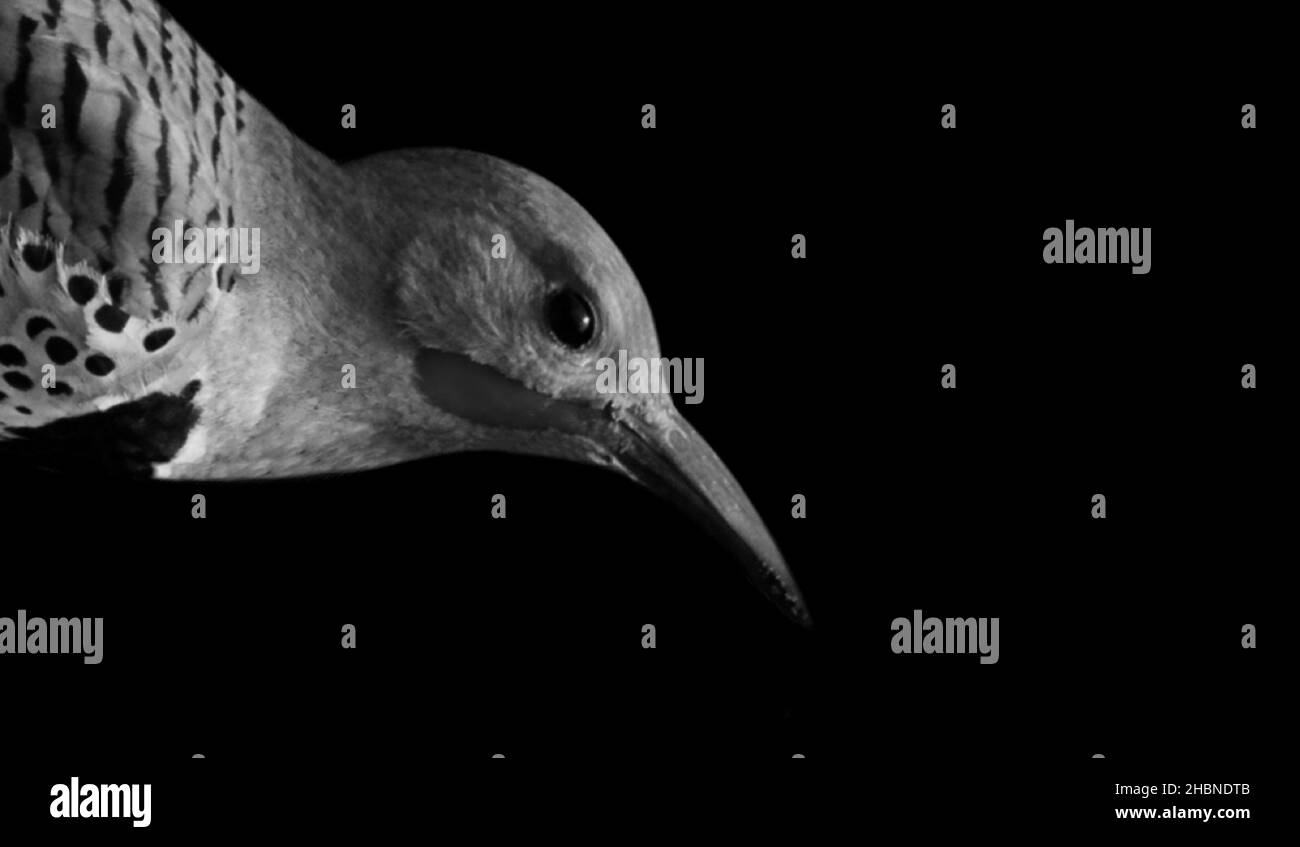 Joli gros-plan en forme d'oiseau scintillé noir et blanc sur fond noir Banque D'Images