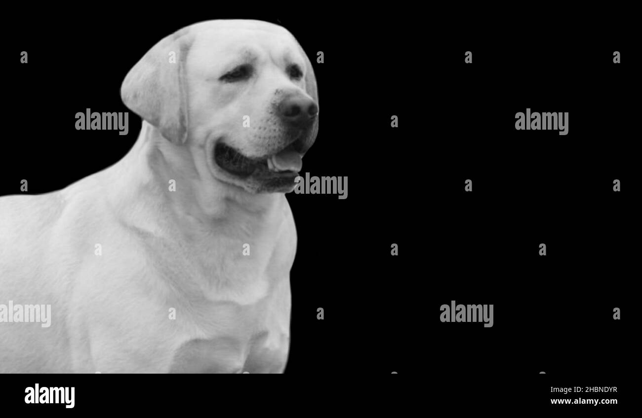 Adorable visage de chien Happy Labrador Retriever sur fond sombre Banque D'Images