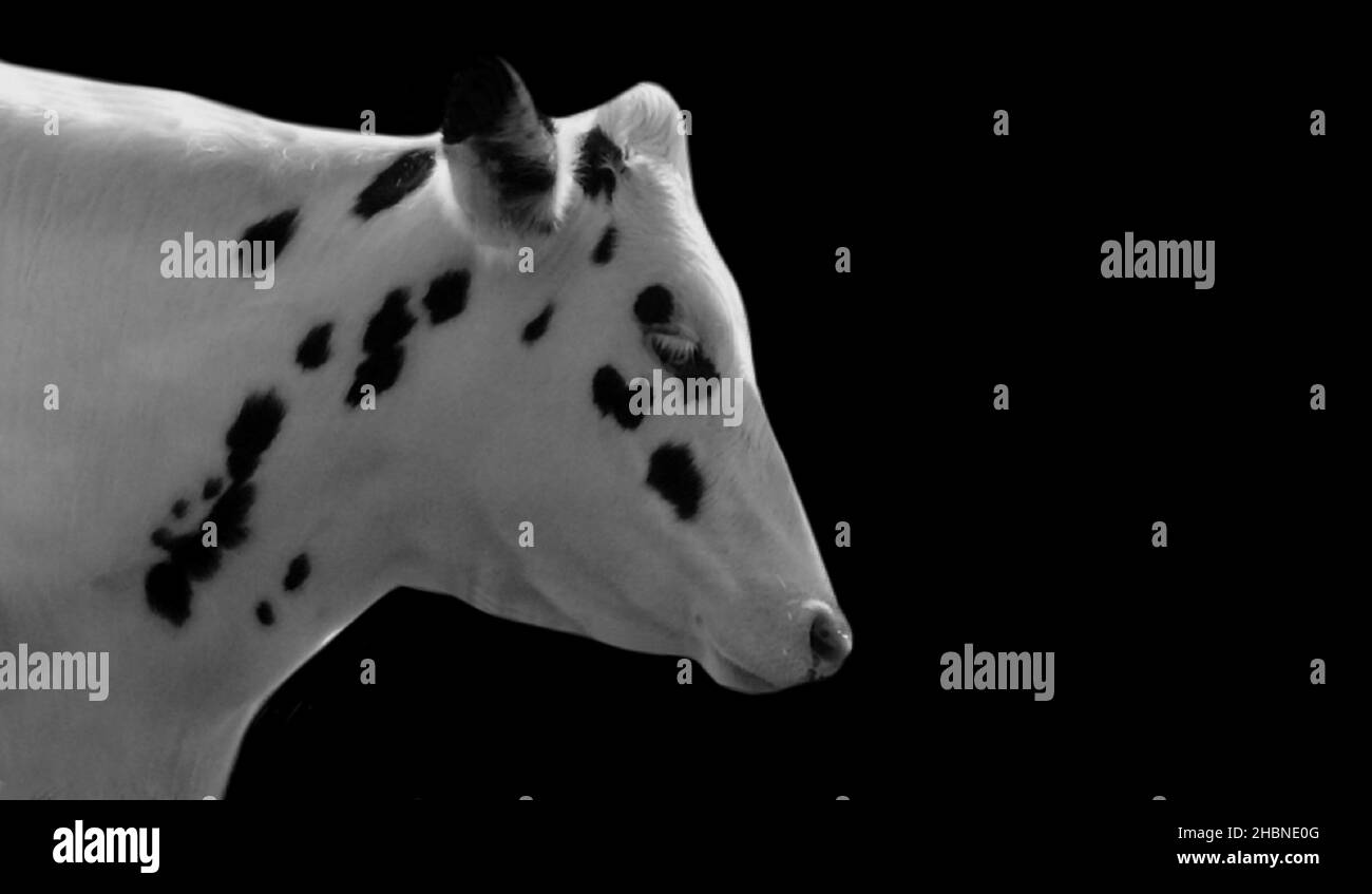 Magnifique visage de vache blanc avec des taches noires Banque D'Images