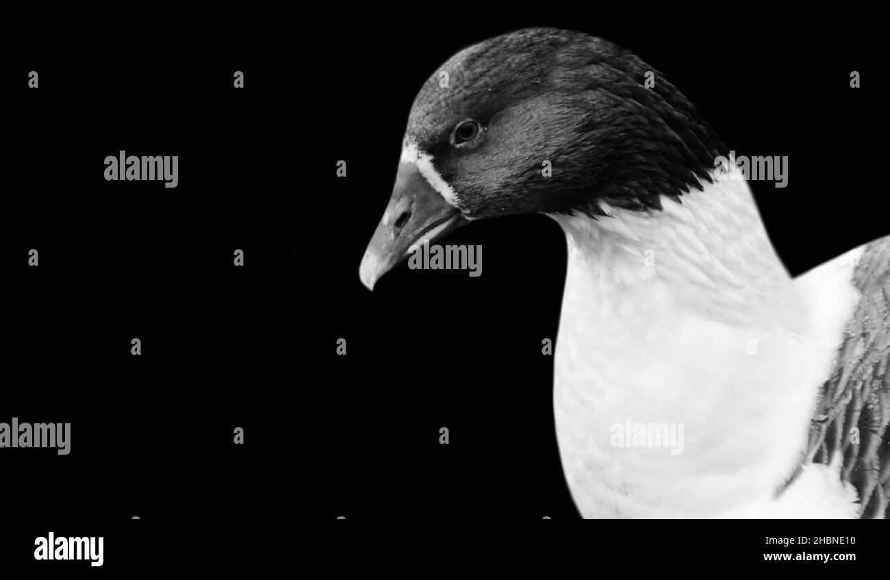 Joli oiseau d'oie noir et blanc sur fond noir Banque D'Images