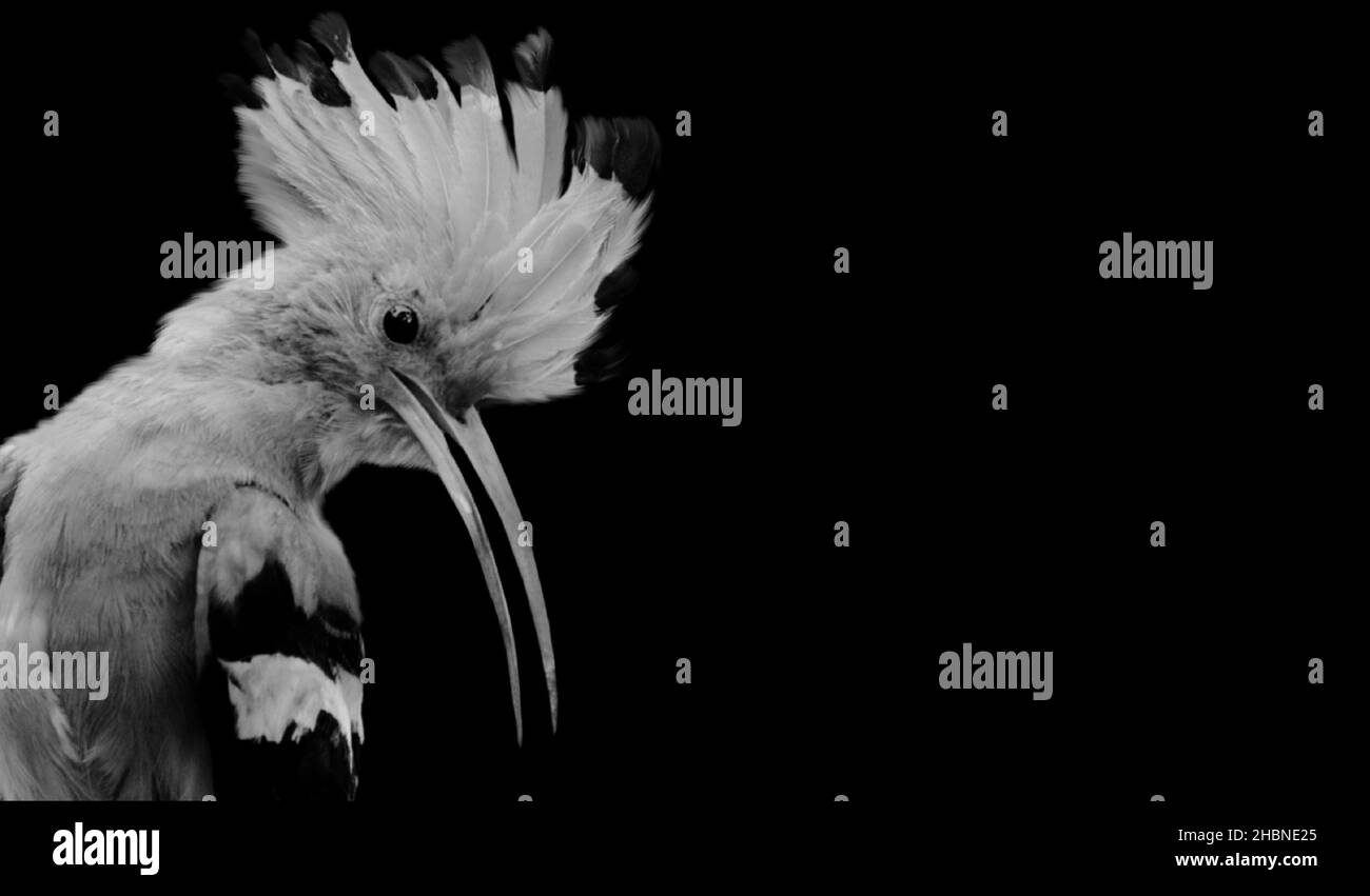 Magnifique portrait d'oiseau Hoopes sur fond noir Banque D'Images