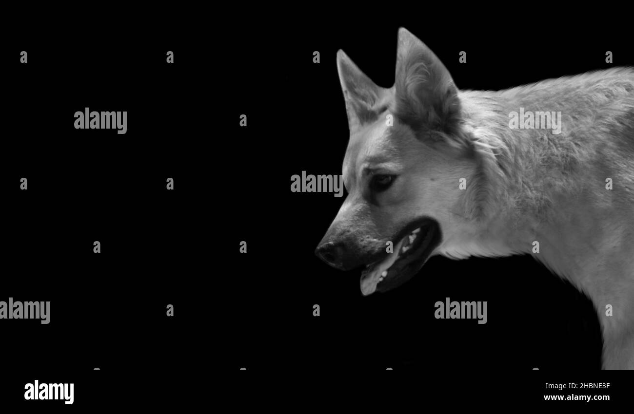 Joli portrait de chien sur fond sombre Banque D'Images