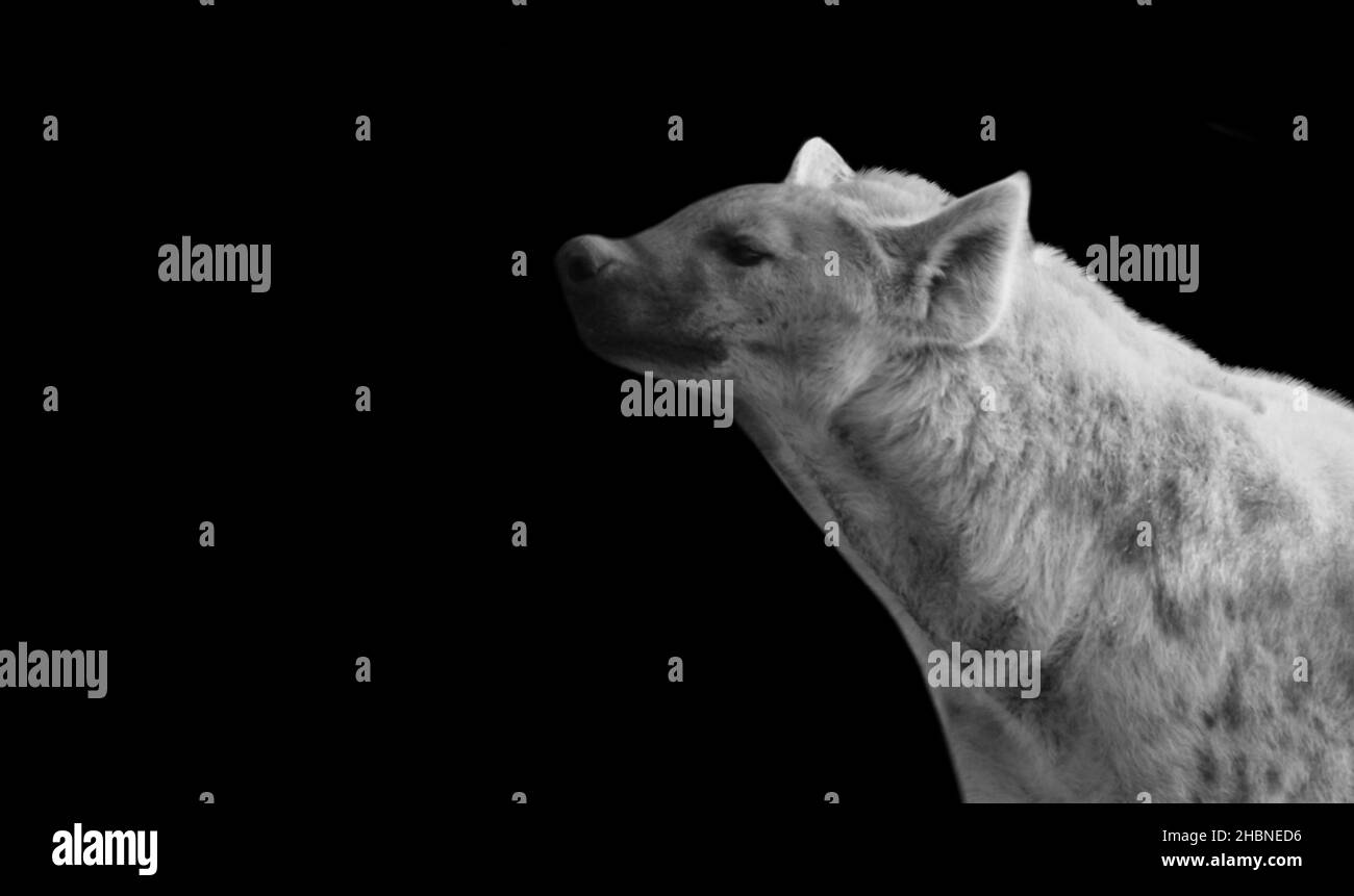 Gros plan sur la Hyena sauvage sur fond sombre Banque D'Images