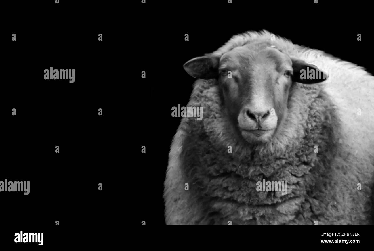 Portrait noir et blanc du mouton tout-en-un sur fond sombre Banque D'Images