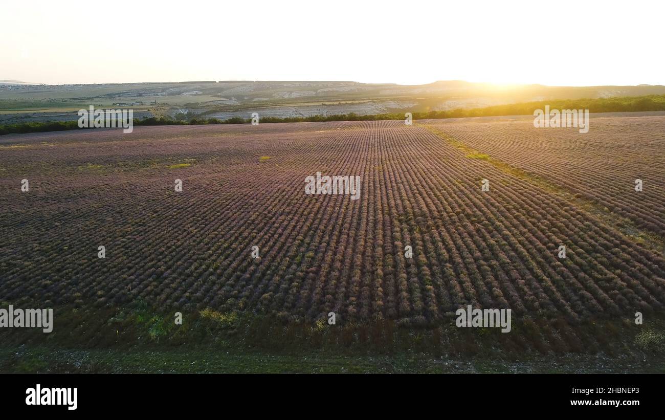 Vue aérienne du champ de lavande en pleine floraison en soirée d'été, beauté de la nature.Fleurs de lavande pourpres poussant sur le champ en sillons droits. Banque D'Images