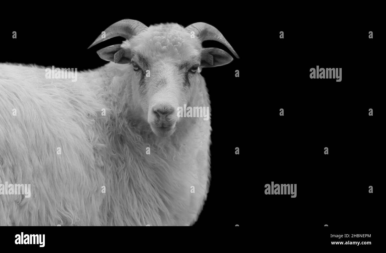 Mouton blanc avec corne visage mignon dans le fond noir Banque D'Images