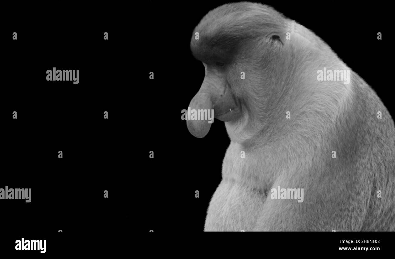 Probascis Monkey assis sur le fond noir Banque D'Images