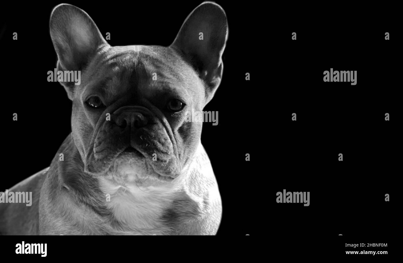 Portrait de Bulldog français noir et blanc sur fond noir Banque D'Images