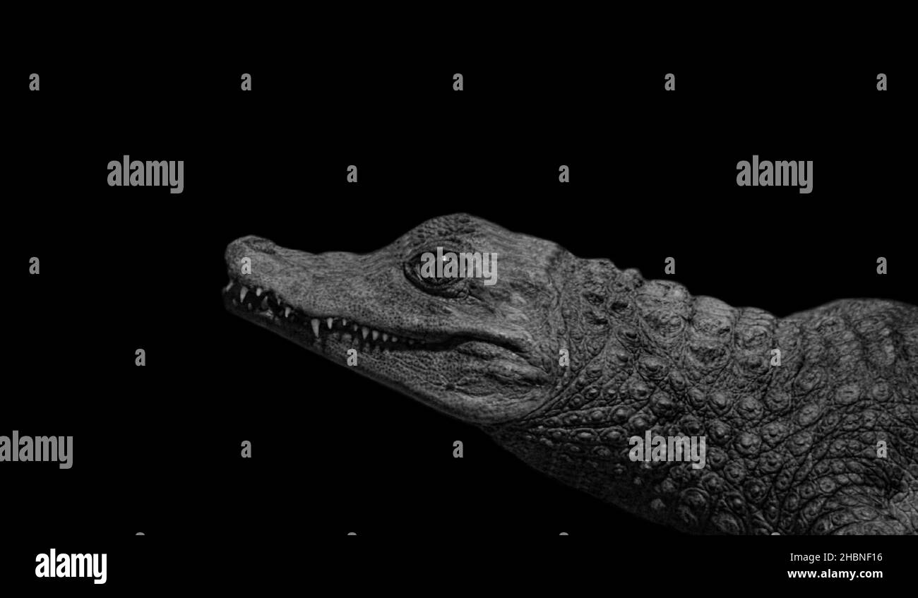 Alligator noir et blanc dangereux sur fond noir Banque D'Images