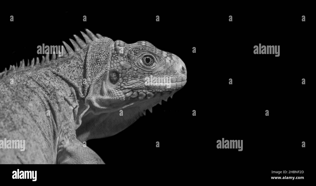 Le visage noir et blanc de l'Iguana d'Antillais inférieur dans le fond noir Banque D'Images
