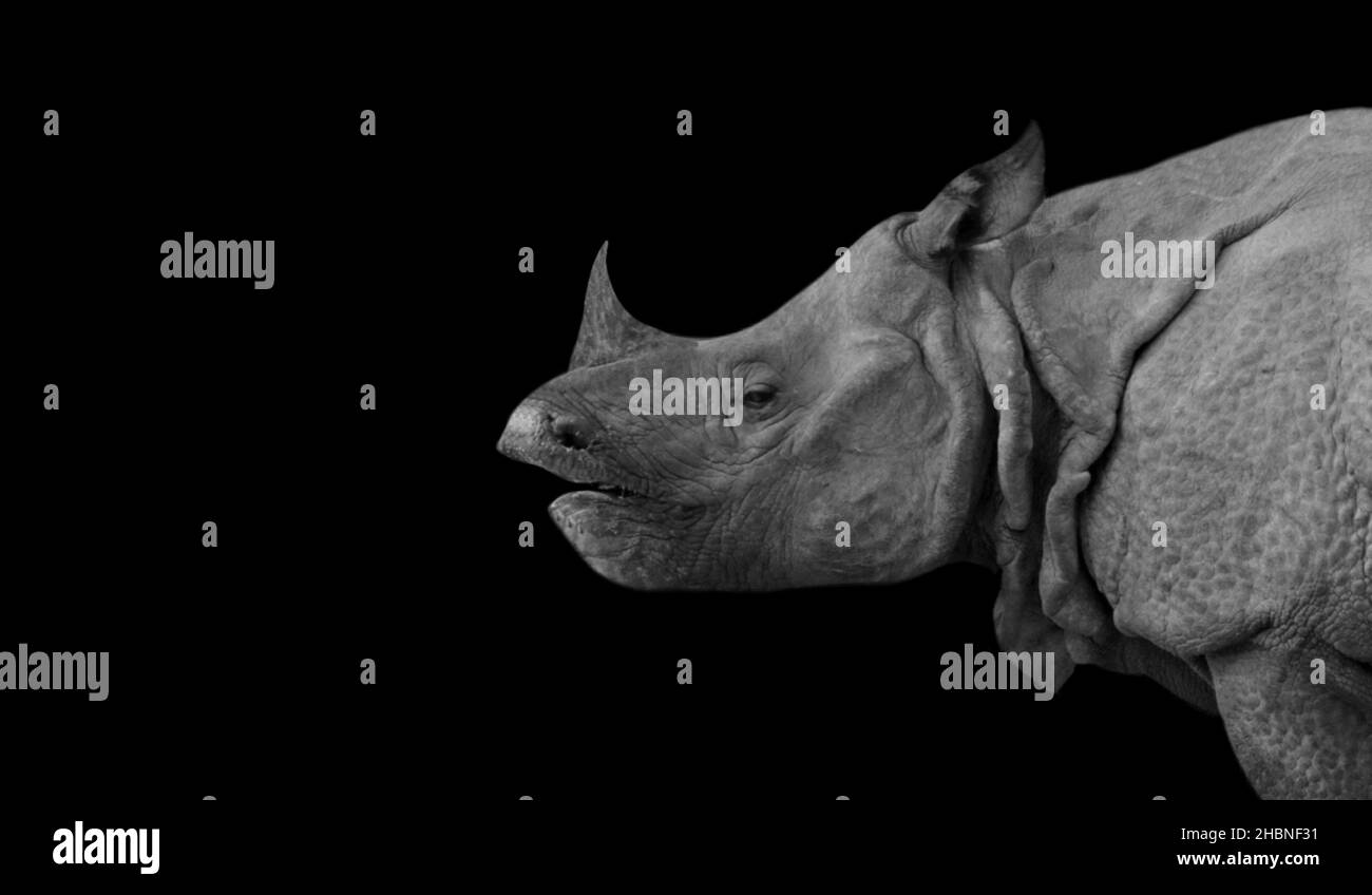 Face latérale du Rhino lourd et heureux sur le fond noir Banque D'Images