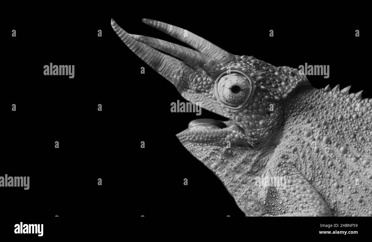 Noir et blanc trois faces de Chameleon à cornes sur fond noir Banque D'Images