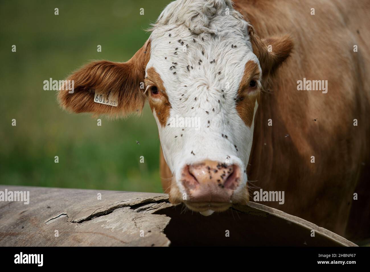 Un magnifique paysage alpin avec des vaches heureuses paissant librement sur des prairies verdoyantes sous un ciel bleu clair, mettant en valeur la beauté sereine et naturelle. Banque D'Images
