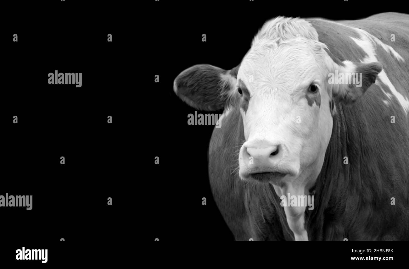 Visage de vache musclé sur fond noir Banque D'Images