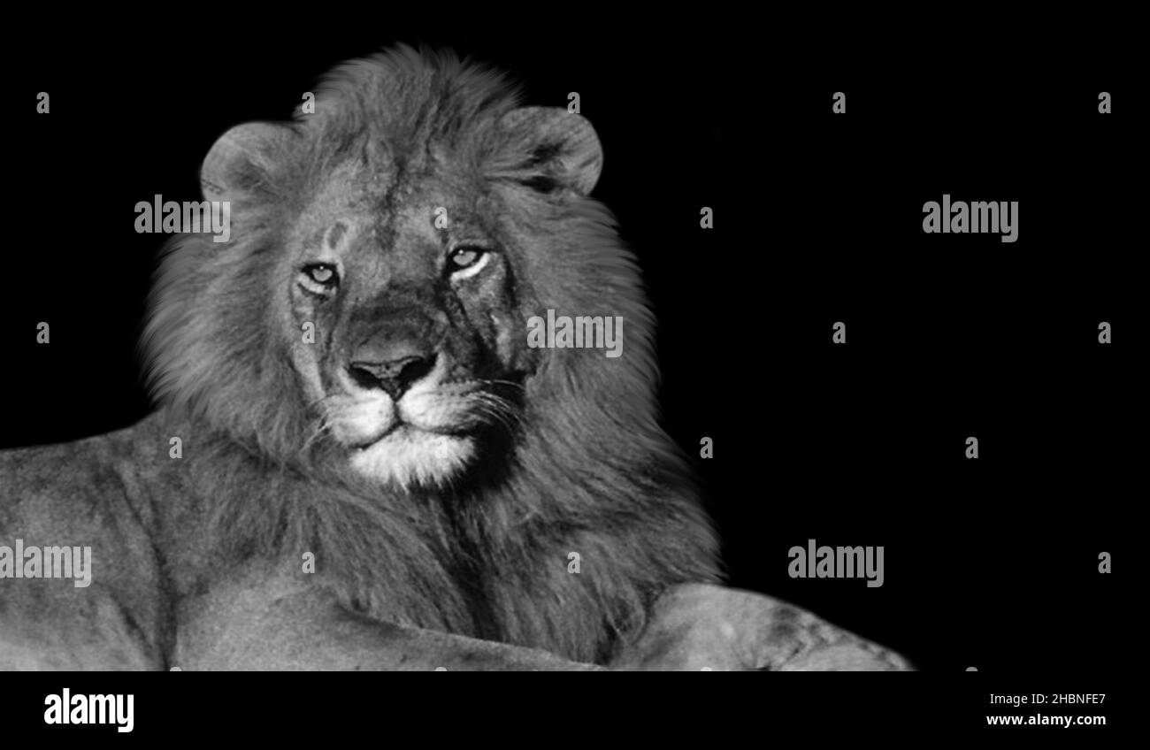 Incroyable Lion reposant dans le fond sombre Banque D'Images