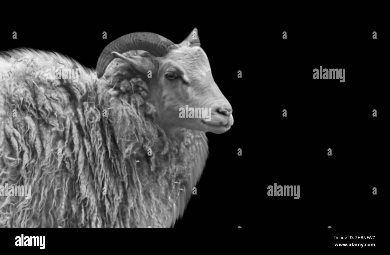 Joli portrait de mouton heureux sur fond noir Banque D'Images