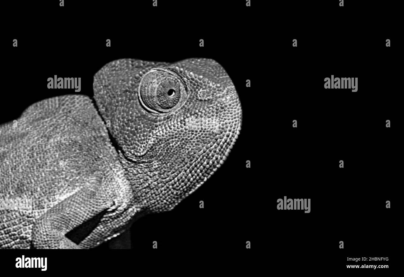 Gros plan des caméléons noir et blanc sur fond noir Banque D'Images