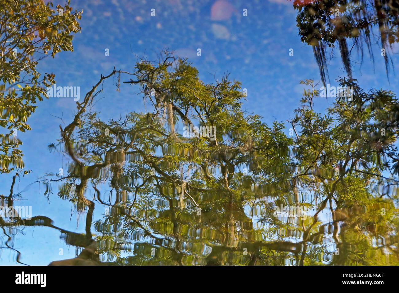 Arbres reflétés dans l'eau du lac, Rio, Brésil Banque D'Images