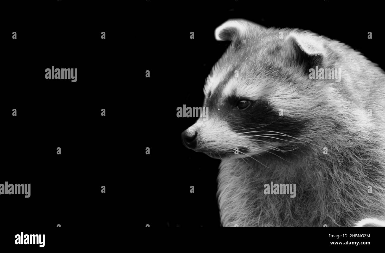 Mignon Raccoon noir et blanc sur fond noir Banque D'Images