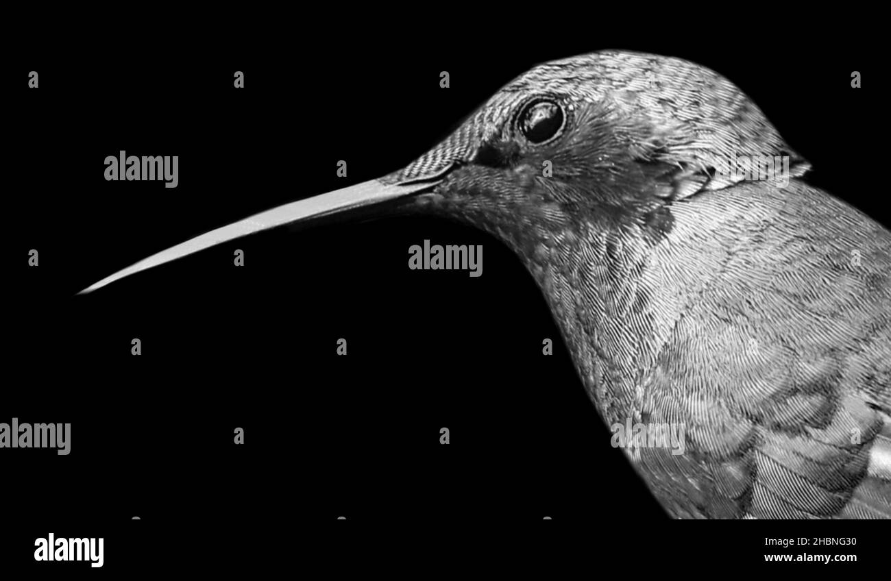 Petit oiseau de Violetear avec gros gros gros gros plan de Beak Banque D'Images