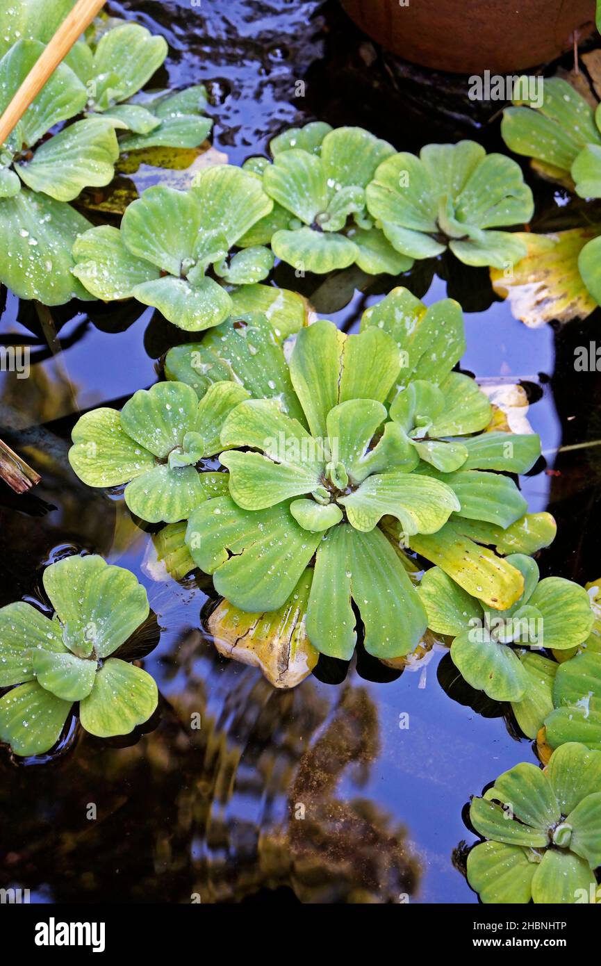 Le Chou de l'eau ou la laitue d'eau (Pistia stratiotes) Banque D'Images