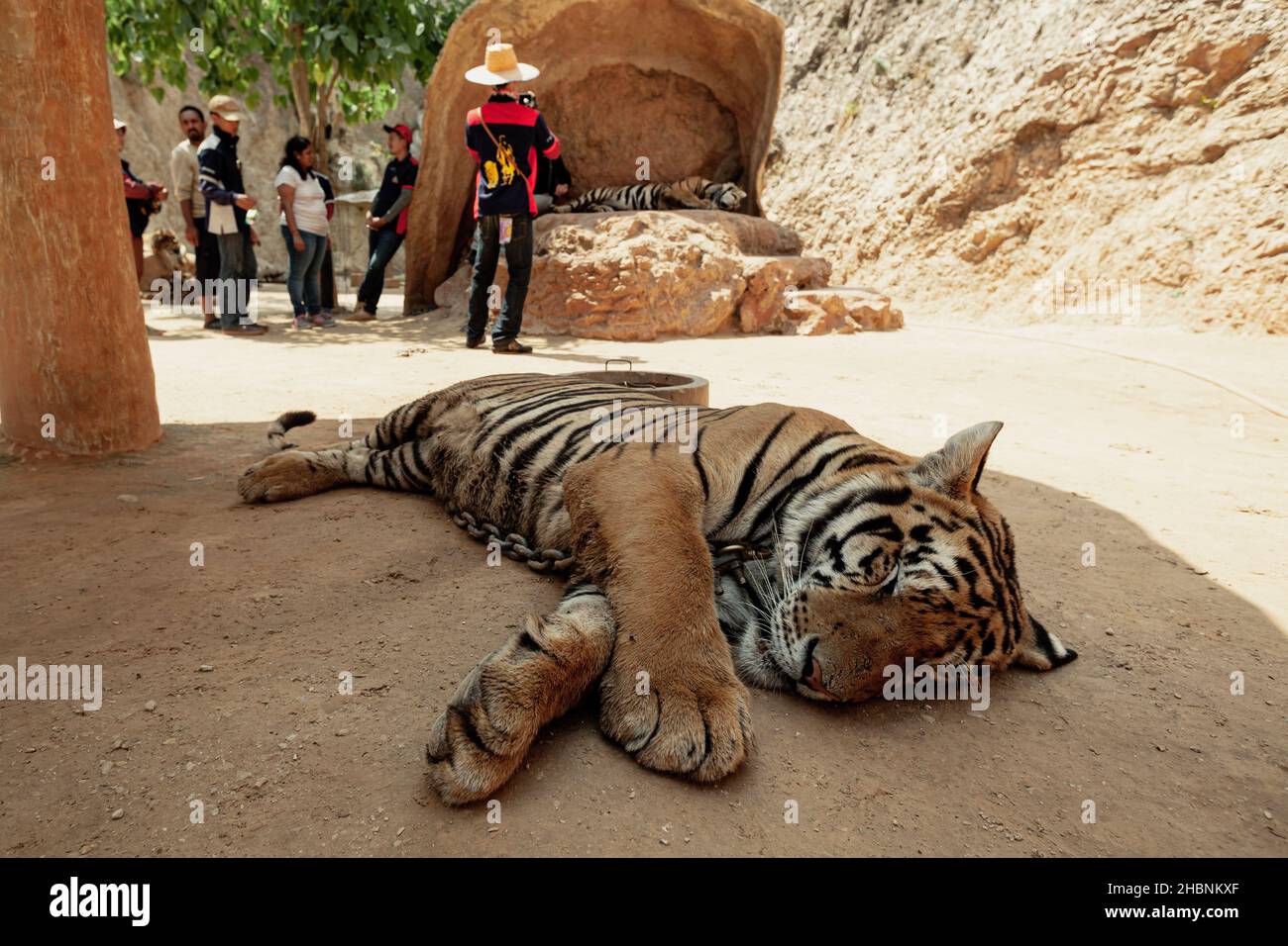 KANCHANABURY - THAÏLANDE, 23 AVRIL 2016 : les visiteurs prennent des photos du tigre endormi au Tiger Canyon à Kanchanabury, Thaïlande Banque D'Images
