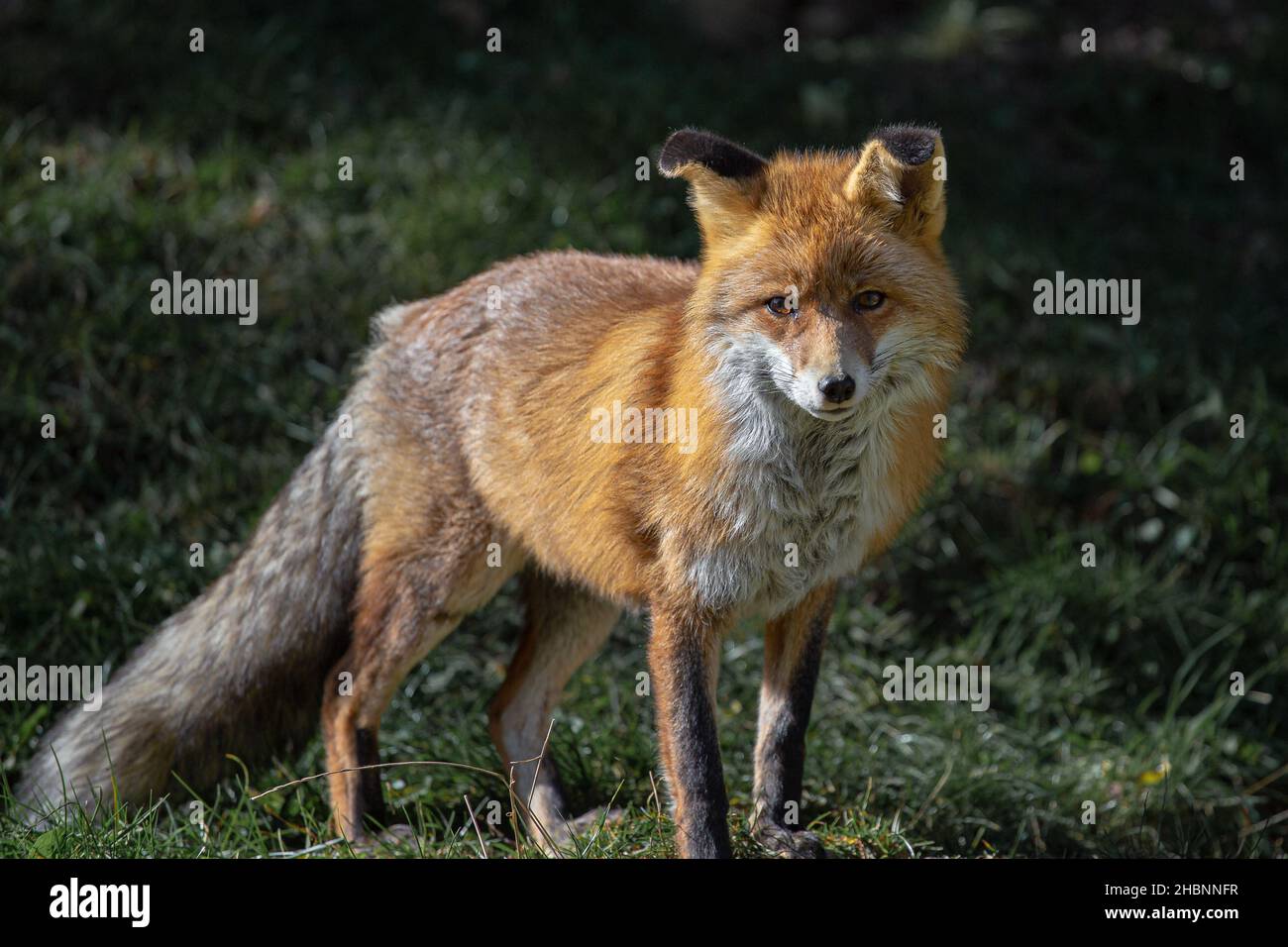 Renard ibérique sauvage rouge calme sur fond de forêt verte Banque D'Images