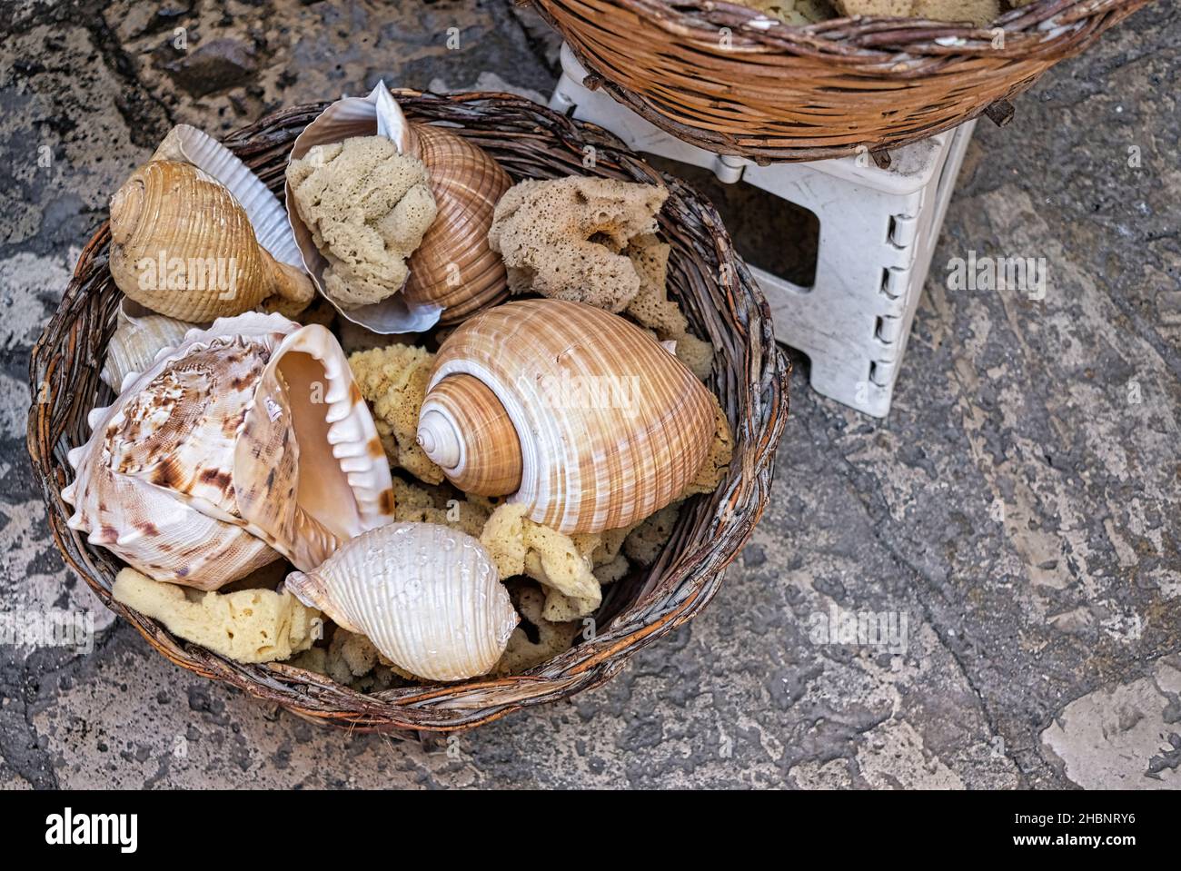 Coquillages et éponges de mer de Gallipoli, Puglia, Italie Banque D'Images