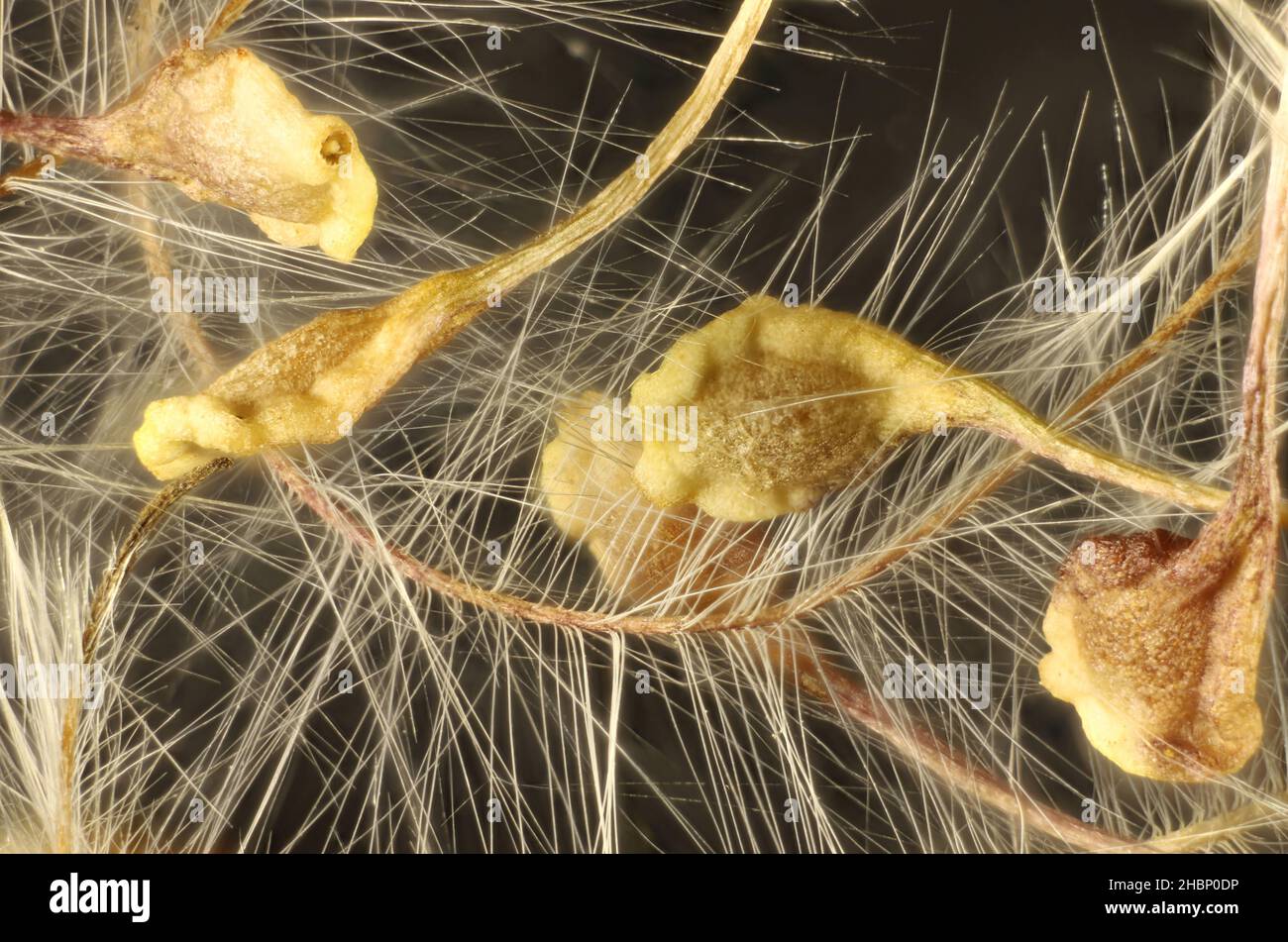 Vue super macro des graines de Clematis (Clematis microphylla) à petits feuillures Banque D'Images
