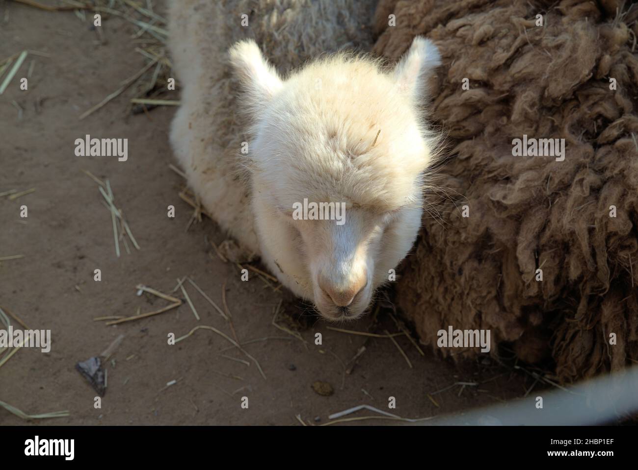 Photo de Lama Glama posé sur le sol Banque D'Images