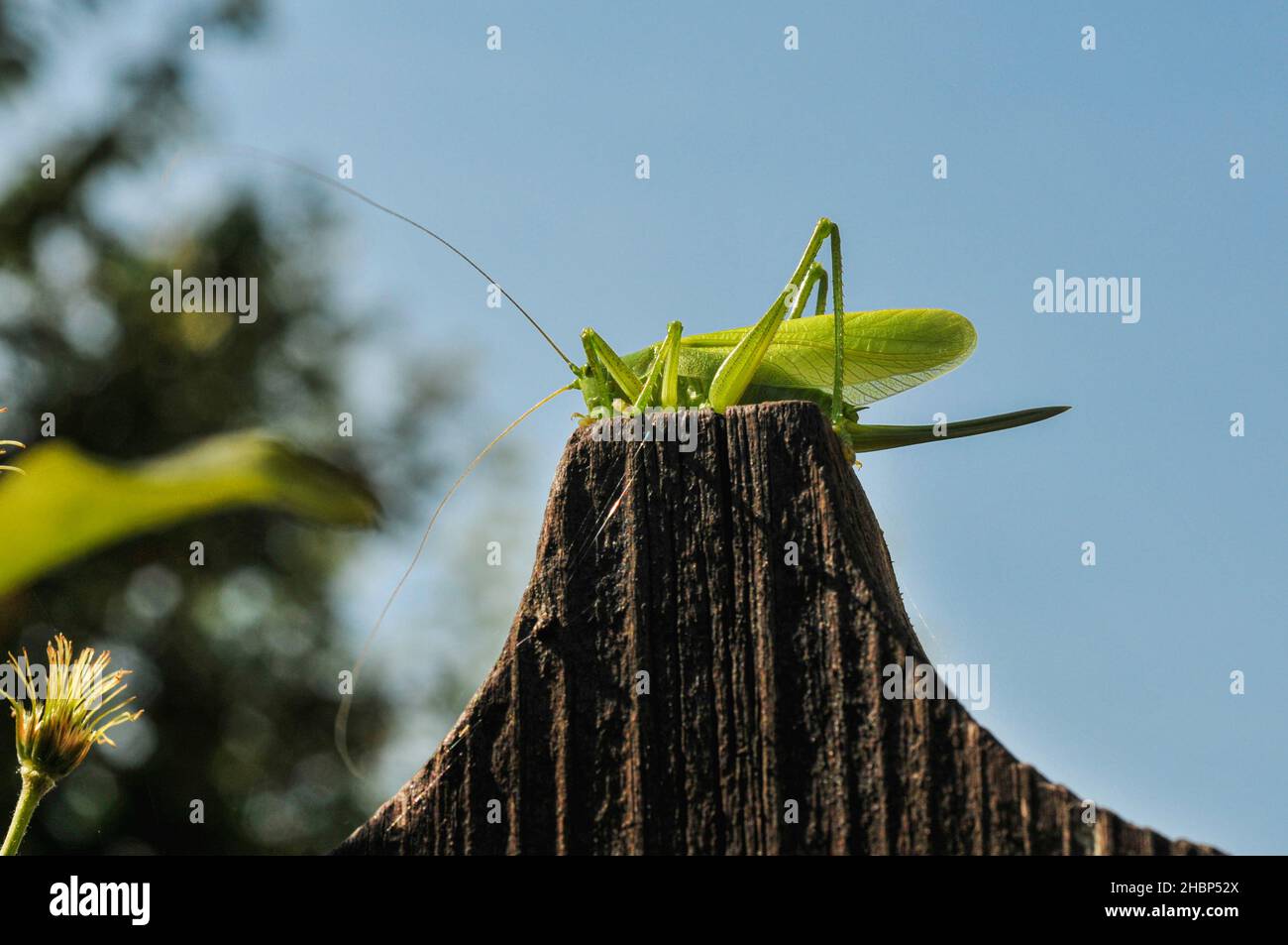 Une grande sauterelle verte sur une clôture en bois Banque D'Images