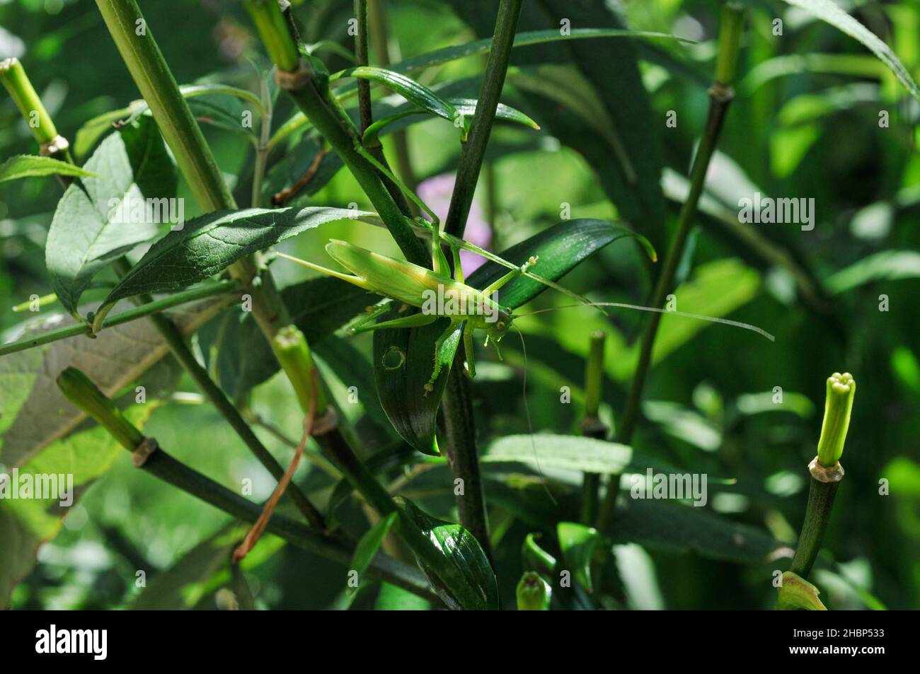 Gros plan d'une grande sauterelle verte sur une plante Banque D'Images