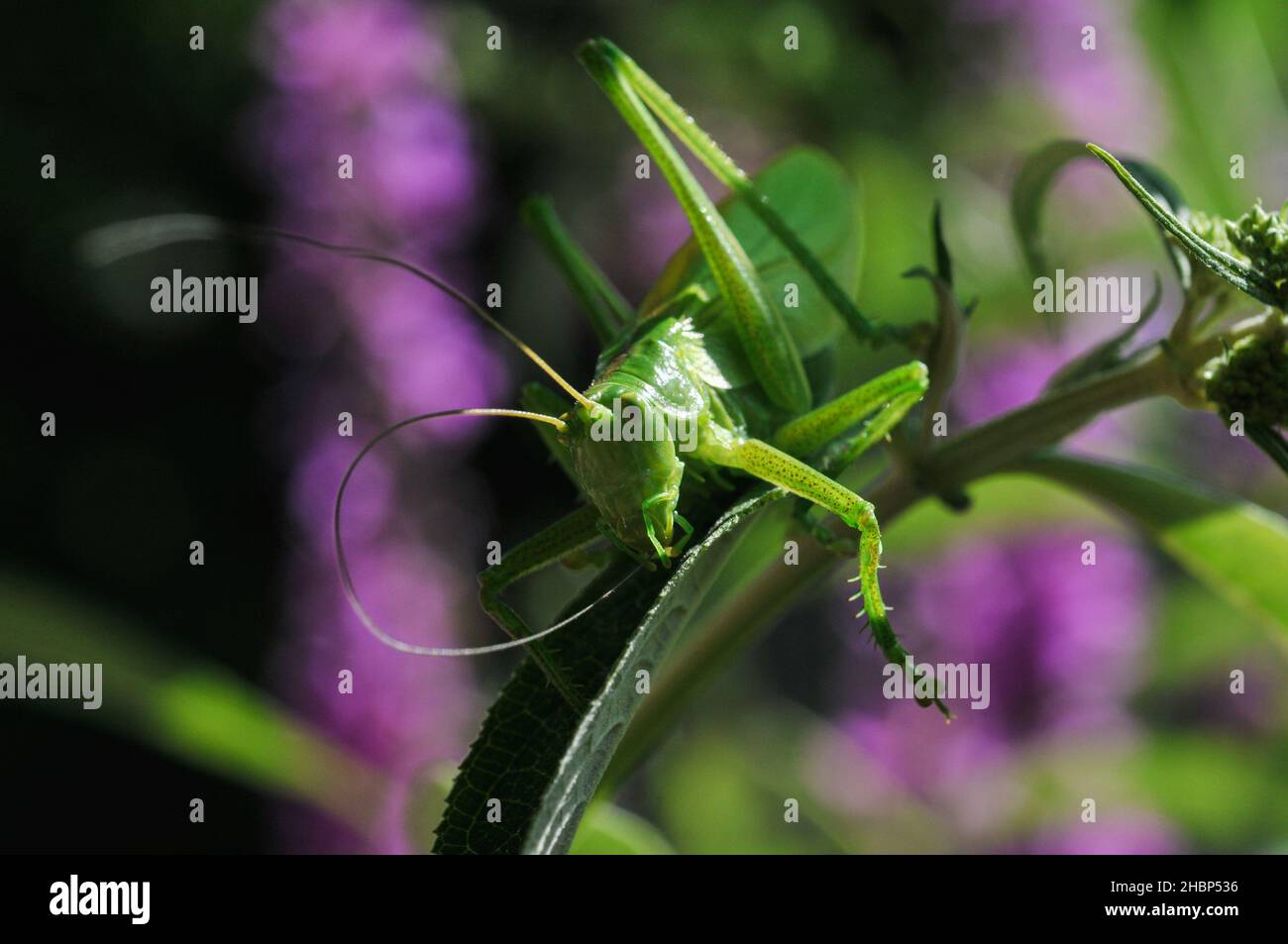 Gros plan d'une grande sauterelle verte sur une plante Banque D'Images