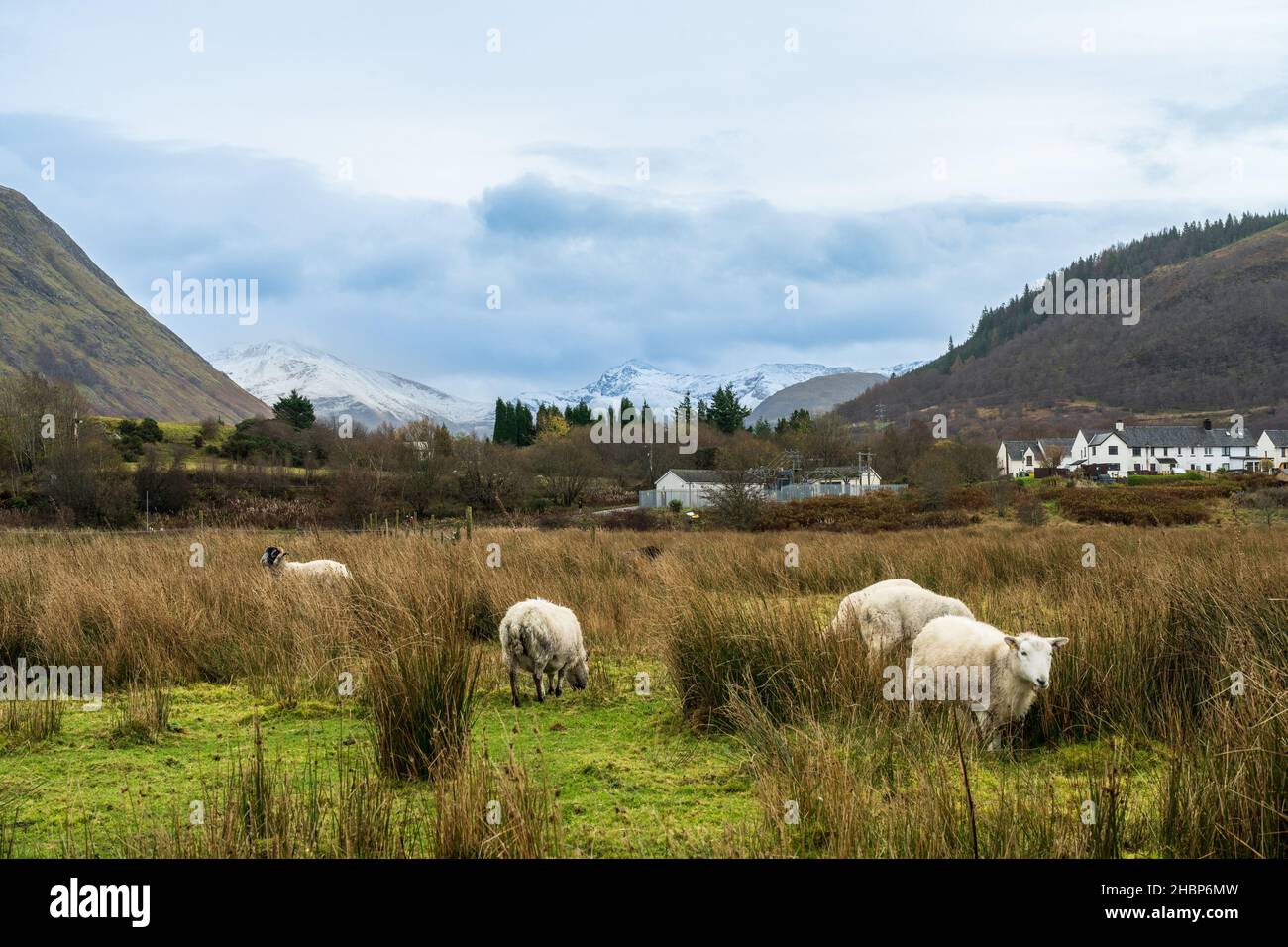 De Corpach et le Ben Nevis, Fort William, Highland, Scotland, UK Banque D'Images