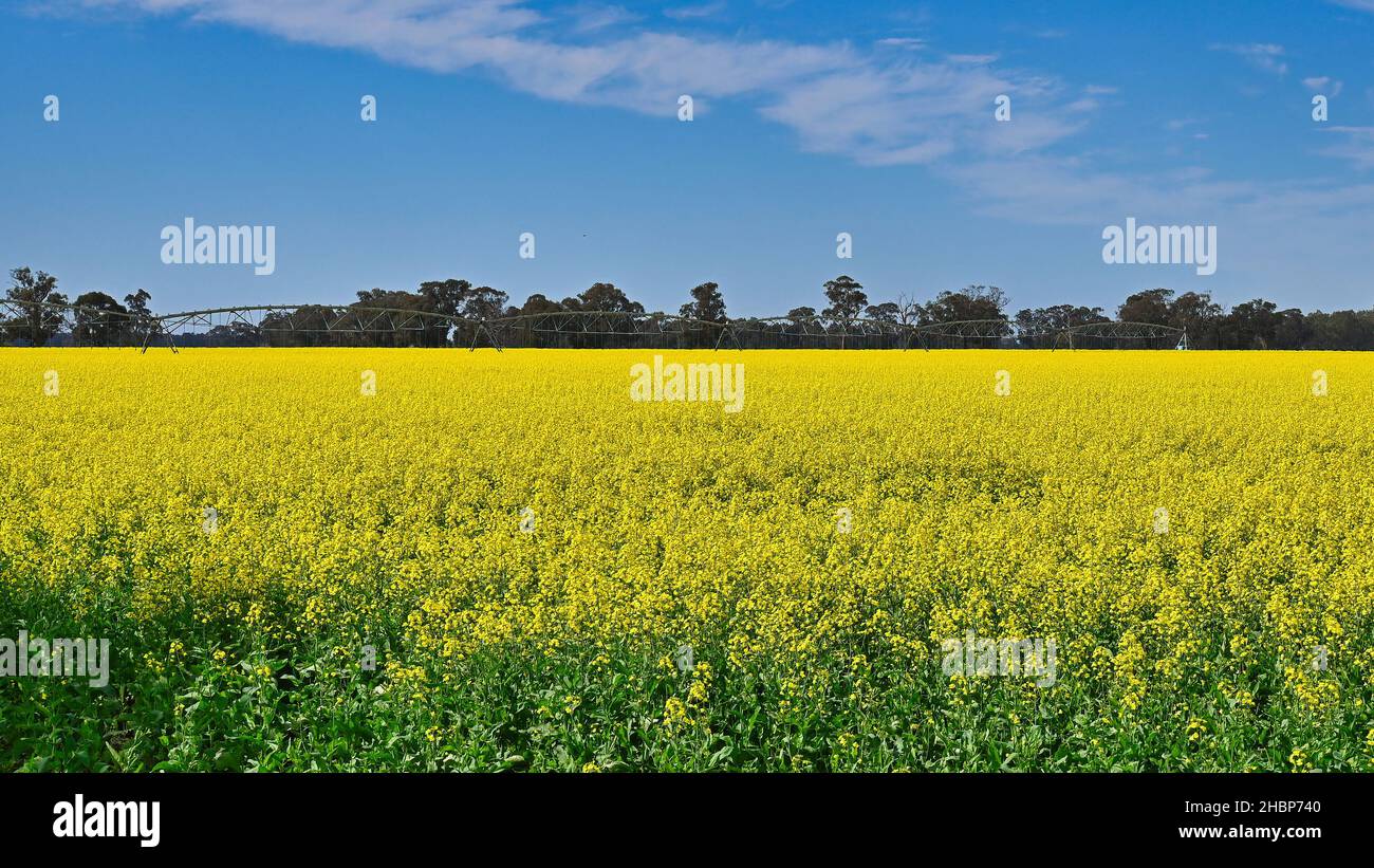 Irrigateur de cercle dans un champ de canola près de Mulwala en Nouvelle-Galles du Sud en Australie Banque D'Images