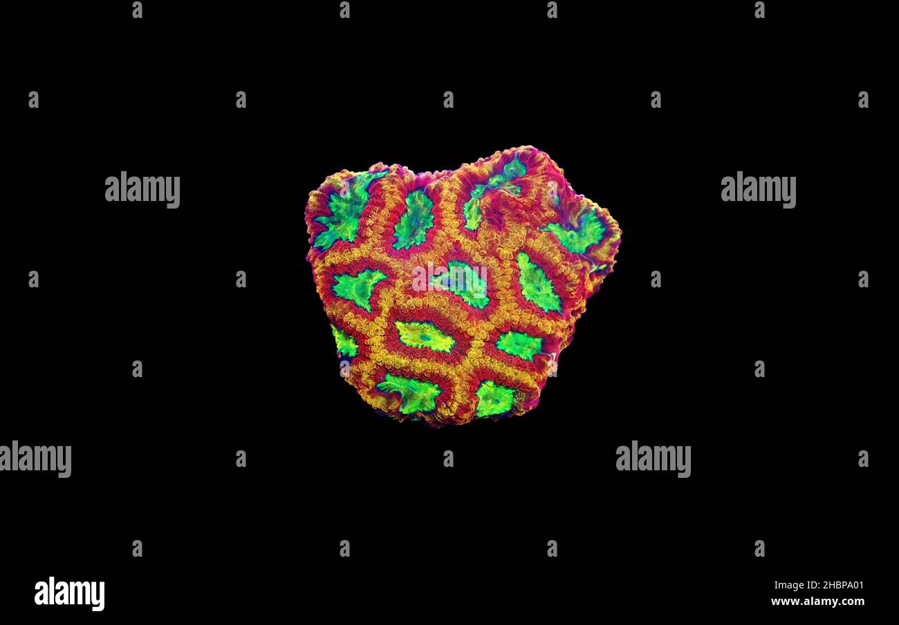 Flèche Favites cerveau petit morceau de corail pierreux de récif Banque D'Images